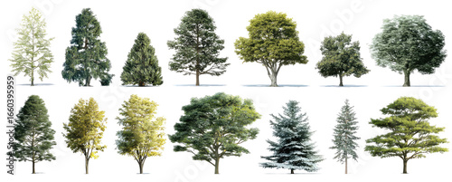 Variety of trees in a grid format