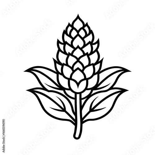 amaranthus flower line art
