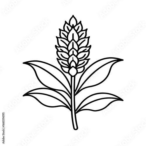 amaranthus flower line art