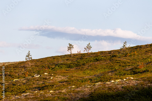 Empty landscape in Swedish mountains with scattered rocks in early summer morning light
