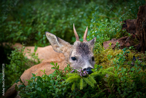 happy hunting - hunt of a roebuck yearling at summer in the roedeer rut