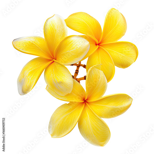 Close-up of three vibrant yellow plumeria flowers