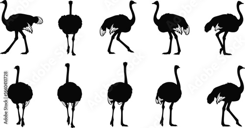 Ten ostrich silhouettes in varied poses and angles, detailed vector illustration for wildlife themes, bird design, decorative, and educational projects