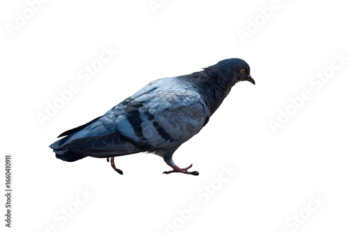 Dove on a bright sunny day on a transparent background. Close up.