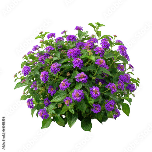 Purple lantana flower plant isolated on transparent background