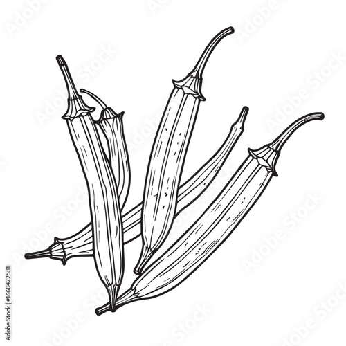 Vector art of a detailed black and white line drawing of several fresh okra pods, showcasing their ribbed texture and tapered shape, isolated on a clean
