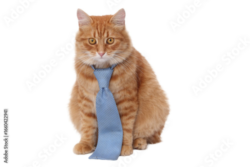 Transparent PNG of a cute ginger cat wearing a blue tie, isolated vector-style element for design, clipart, mascot, business and education concept.