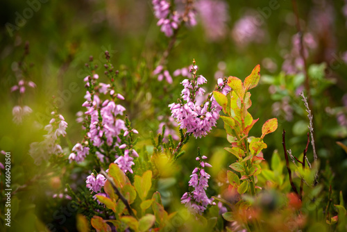 blossoms of the heather on the mountains at a autumn day