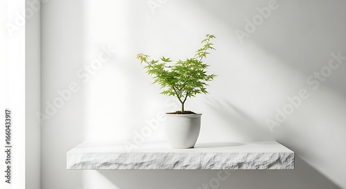 Green Japanese Maple Tree in White Pot on Stone Shelf with Shadows plant potted