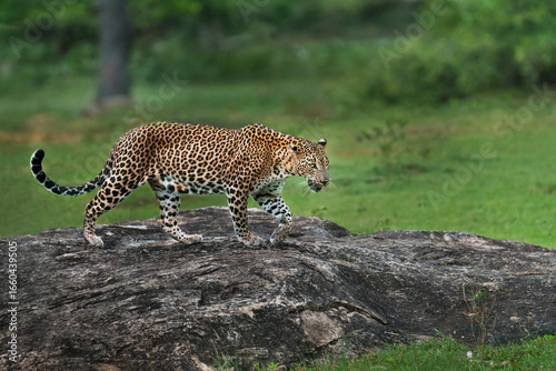 Asian Leopard known as Panthera Pardus Kotiya, Yala National Park, Sri Lanka