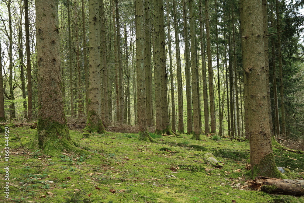 Naklejka premium Moss covered forest floor beneath towering conifer trees