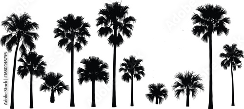 Silhouette of tropical palm trees, isolated palm tree collection, black palm tree illustration, exotic palm forest, summer vacation background