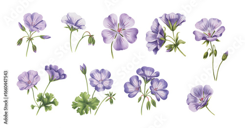 Purple watercolor geranium flowers with green leaves and buds. Geranium flowers vector illustration isolated on a white background.