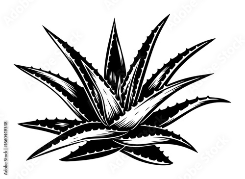 Aloe Vera Succulent Vector