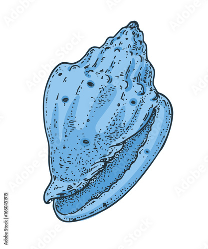 Seashell sketch. Hand drawn vector illustration. Black and white. Engraving style