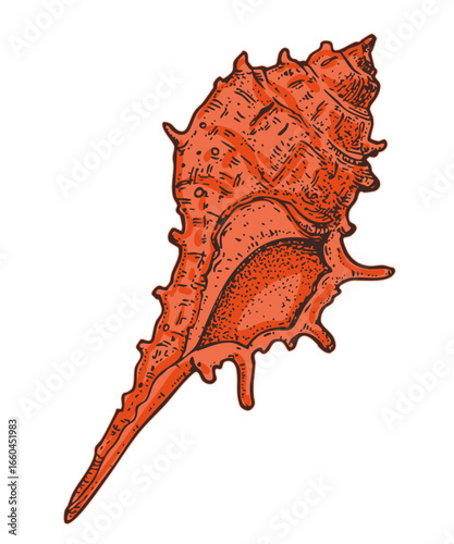 Seashell sketch. Hand drawn vector illustration. Black and white. Engraving style