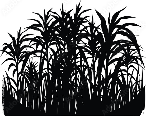Sugarcane Field Silhouette, Sugarcane Farm Vector Illustration