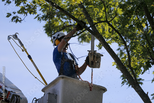 Un homme coupe des branches d'arbre. Un arboriste au travail. Émondeur.