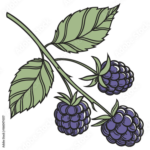 victor illustration of bilberry on white background