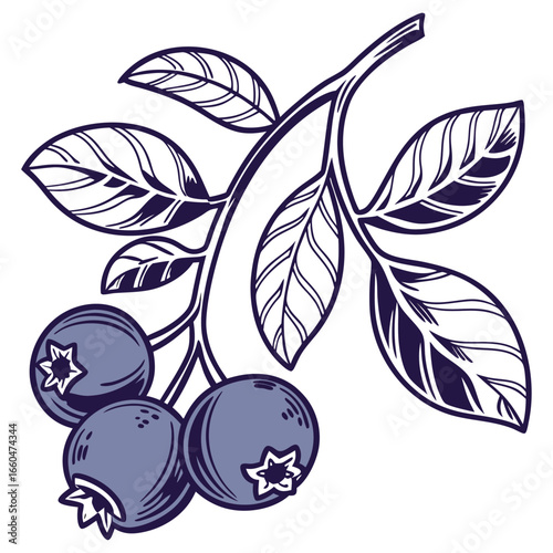 victor illustration of bilberry on white background