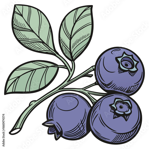 victor illustration of bilberry on white background