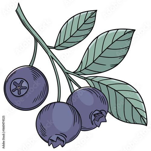 victor illustration of bilberry on white background