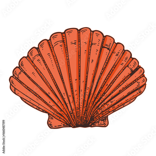 Seashell sketch. Hand drawn vector illustration. Black and white. Engraving style