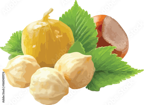 Freshly harvested hazelnuts with leaves illustrated in a vector style isolated on white background