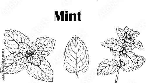 Mint Leaves Line Art Black and White Botanical Herb Vector