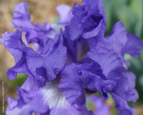 Ταπετσαρία Ruffled Purple Iris Flower in Full Bloom
