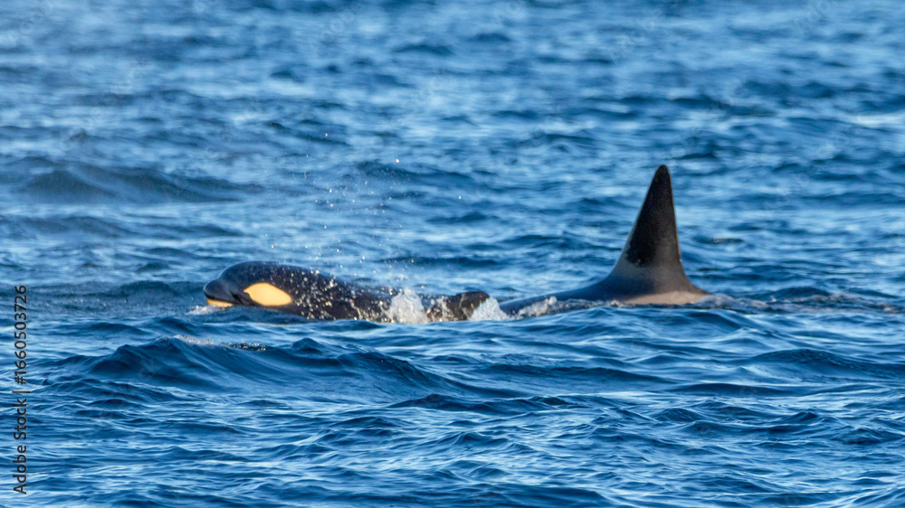 Fototapeta premium Orca in the sea