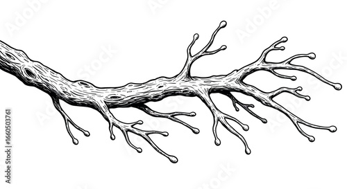 Intricate hand-drawn neuron depicting detailed biological network structure