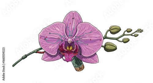 Detailed orchid blossom with buds in botanical art style