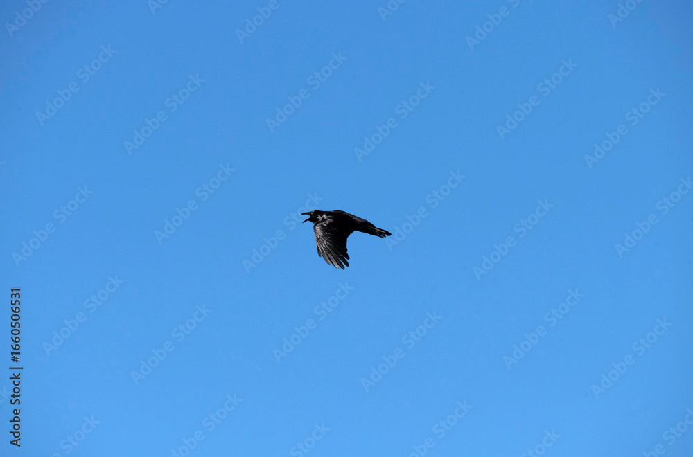 Fototapeta premium Australian raven (Corvus coronoides)