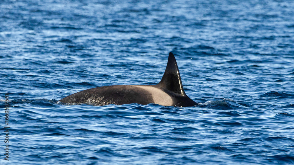 Fototapeta premium Orca in the sea