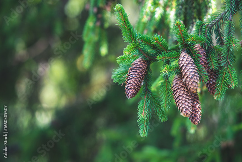 Pine cones on the branches of a pine or spruce tree, surrounded by lush green needles. The background is blurred, giving a natural, peaceful forest feel in summer