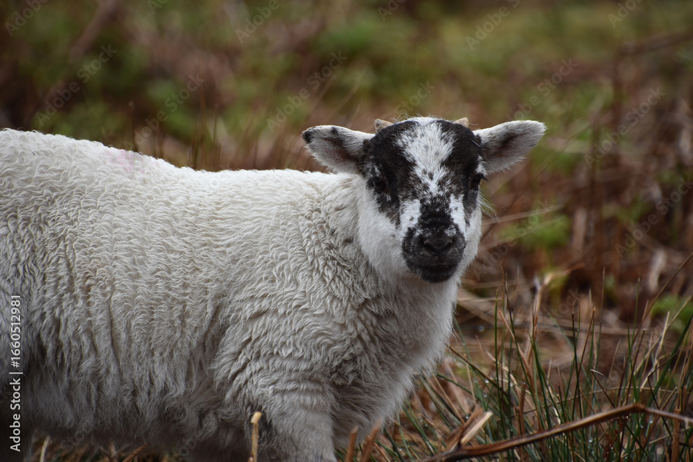 Naklejka premium Young Scottish Blackface Lamb in a Field