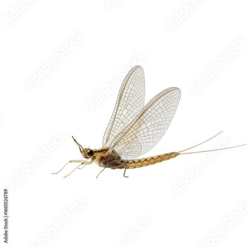 Delicate mayfly insect with large wings isolated on transparent background