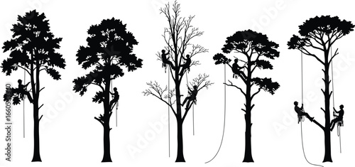 Tree climbing silhouettes, arborist working, pruning branches, tree care service, maintenance tools, safety gear, vector illustration