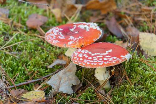 Obraz na plátně Fly agaric in the forest close-up