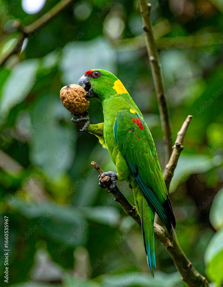 Naklejka premium A vibrant green parrot holds a nut