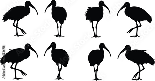Silhouette of ibis bird in different poses, tropical bird illustration set, long beak wader wildlife vector, nature and ornithology design
