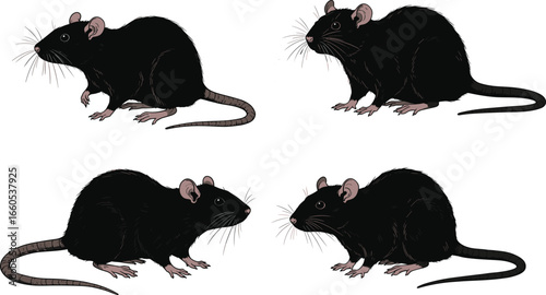 Black rat illustration, cartoon rodent drawing, wild rat vector, pest animal sketch, hand drawn rat art, rodent wildlife design