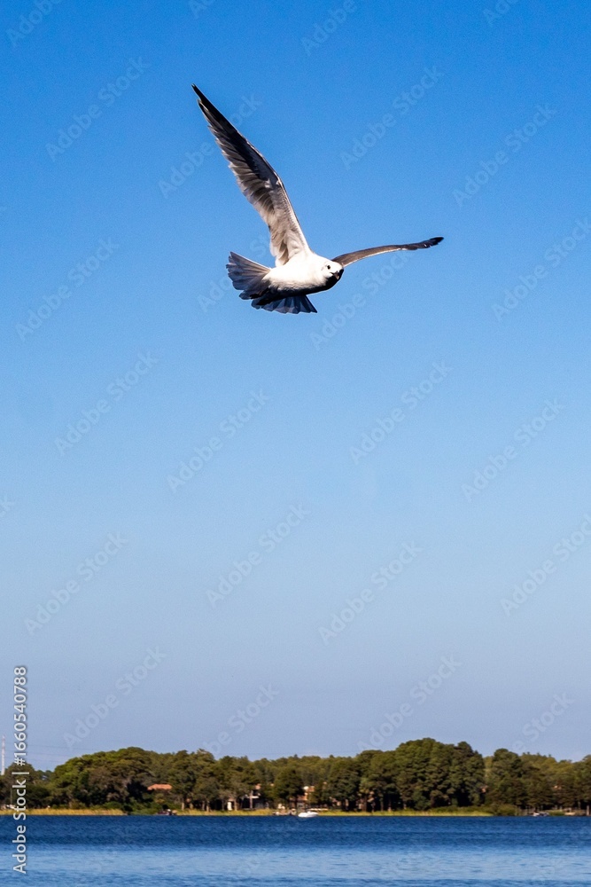 Fototapeta premium seagull flying over the sea