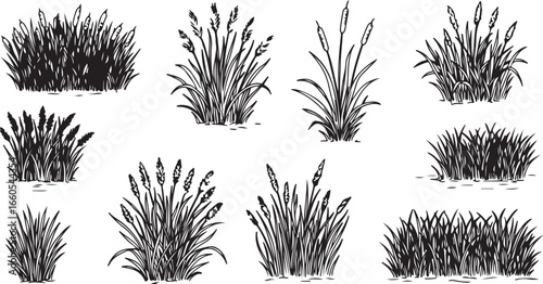 Hand Drawn Black Silhouettes of Grass and Reeds cattail bulrush