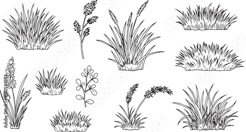 Hand Drawn Grasses and Plants Collection Black and White Line Art clump of grass