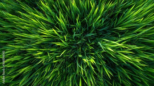 Elegant photo of green long grass, Grass top view.