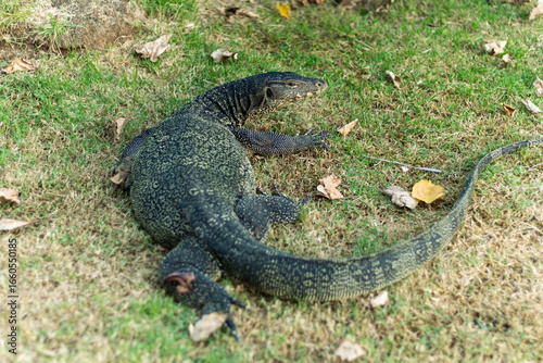 A large reptile monitor lizard resting on the grass with fallen leaves around it sprawled across the lawn, appearing calm and still.