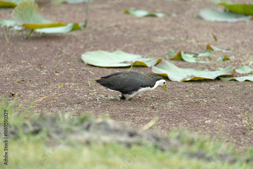 A bird is walking moves across pond search of food on the ground near some lotus leaves