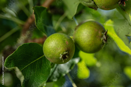 Wallpaper Mural Unripe green pears growing on leafy tree branch. Torontodigital.ca